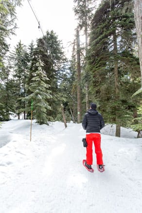 snowshoeing through the trees