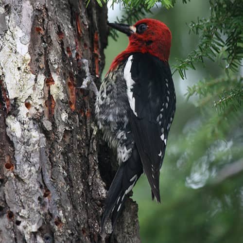 Red Breasted Sap Sucker