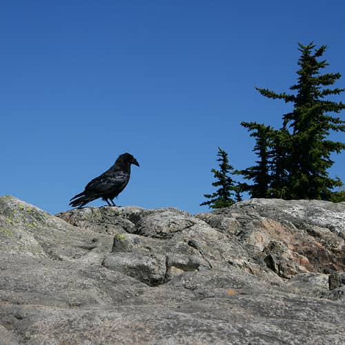 Raven on rock
