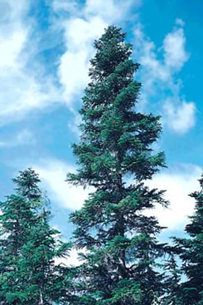 Tree at Cypress